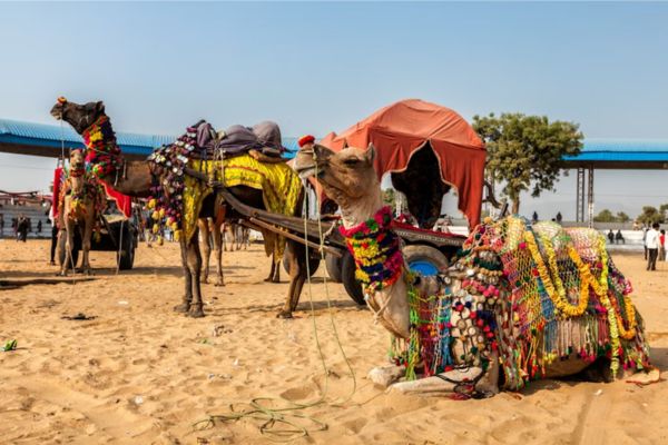 Jaipur Tour