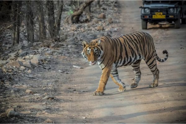 Jaipur Tour